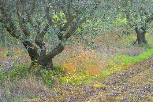 Contraste de verts par krissdefremicourt