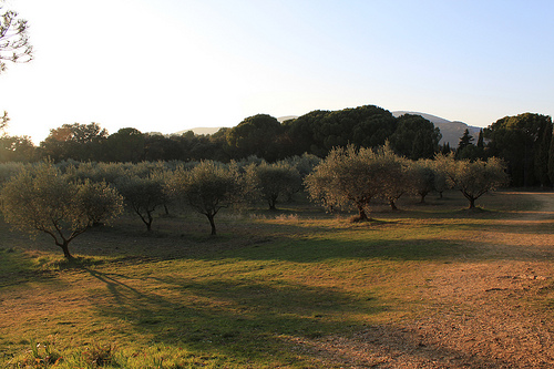 Champs d'oliviers à Lourmarin par gab113