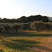 Champs d'oliviers à Lourmarin par gab113 - Lourmarin 84160 Vaucluse Provence France