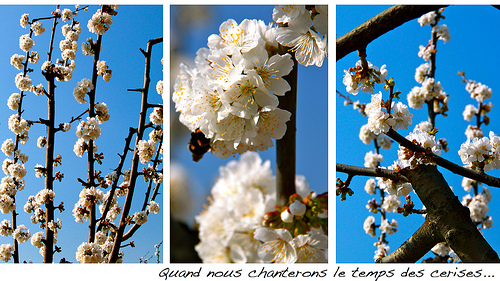 Le temps des cerises... ou presque ! par Fanette13