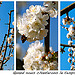 Le temps des cerises... ou presque ! par Fanette13 - Lourmarin 84160 Vaucluse Provence France