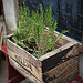 Rosemary par Ann McLeod Images - Lourmarin 84160 Vaucluse Provence France