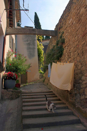 Old street of Malaucène and cat! par Sokleine