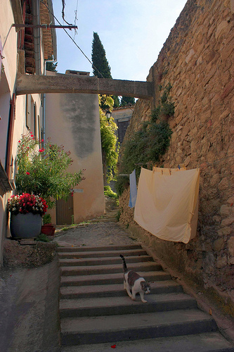 Old street of Malaucène and cat! by Sokleine