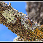 Cigale de Provence perchée sur son arbre by Photo-Provence-Passion - Malaucène 84340 Vaucluse Provence France