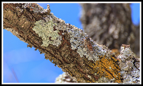 Cigale de Provence perchée sur son arbre par Photo-Provence-Passion