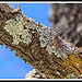 Cigale de Provence perchée sur son arbre by Photo-Provence-Passion - Malaucène 84340 Vaucluse Provence France