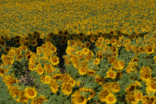 Tournesols en Haute-Provence par Michel Seguret