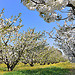 Verger en majesté - Vaucluse par Charlottess - Mazan 84380 Vaucluse Provence France