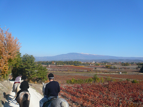 Ballade à cheval avec le Mont-Ventoux by gab113