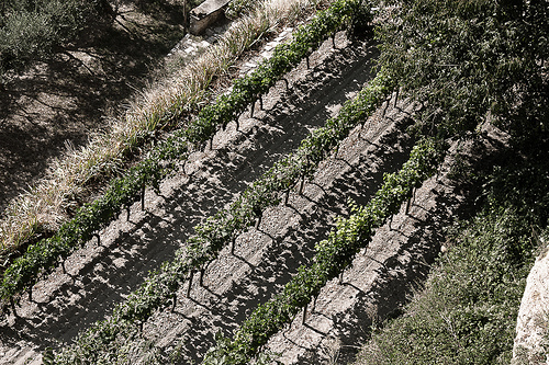 Line of Vine by Peter Gassendi