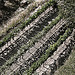 Line of Vine by Peter Gassendi - Ménerbes 84560 Vaucluse Provence France