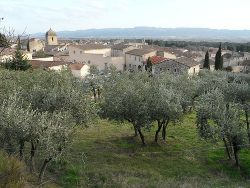 Oliviers à Mérindol par bastidegrandesterres