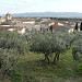 Oliviers à Mérindol par bastidegrandesterres - Mérindol 84360 Vaucluse Provence France