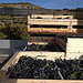 Récolte du raisin à Méthamis par gab113 - Méthamis 84570 Vaucluse Provence France