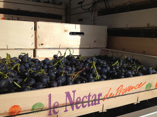 Le Nectar de Provence : le muscat par gab113