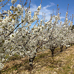 Cerisiers en fleurs dans le Vaucluse by gab113 - Méthamis 84570 Vaucluse Provence France