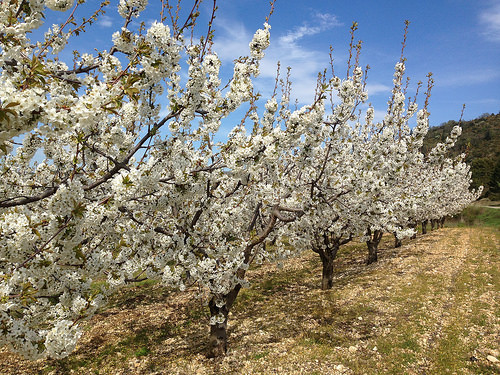 Cerisiers en fleurs dans le Vaucluse by gab113