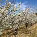 Cerisiers en fleurs dans le Vaucluse par gab113 - Méthamis 84570 Vaucluse Provence France