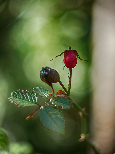 Photo du fruit de l'églantier by Cpt_Love