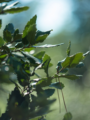 Feuilles de chêne vert by Cpt_Love