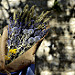 Bouquet de fleurs séchées : chardons lavande et épeautre par christian.man12 - Monieux 84390 Vaucluse Provence France