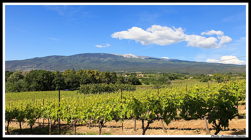 Le Mont Ventoux : vignes du ventoux by Photo-Provence-Passion