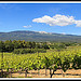 Le Mont Ventoux : vignes du ventoux by Photo-Provence-Passion - Mormoiron 84570 Vaucluse Provence France