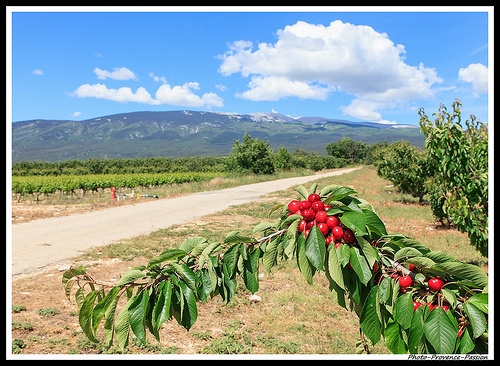 Cerises très rouges et Mont Ventoux by Photo-Provence-Passion