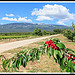 Cerises très rouges et Mont Ventoux by Photo-Provence-Passion - Mormoiron 84570 Vaucluse Provence France