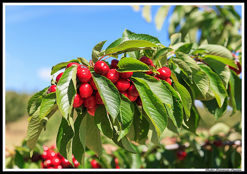 Bouquet de Cerises by Photo-Provence-Passion