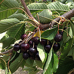 Cerises tardives non ramasées par les agriculteurs by gab113 - Mormoiron 84570 Vaucluse Provence France