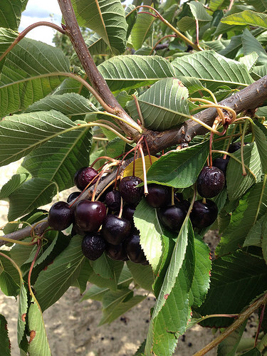 Cerises tardives non ramasées par les agriculteurs par gab113