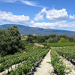 Champs de vigne à Mormoiron au pied du Ventoux par gab113 - Mormoiron 84570 Vaucluse Provence France