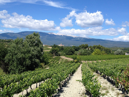 Champs de vigne à Mormoiron au pied du Ventoux par gab113