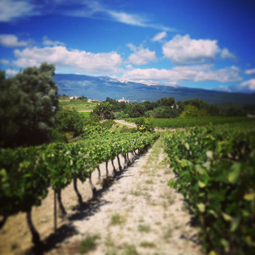 Vigne à Mormoiron : le Ventoux surveille la pousse de la vigne par gab113