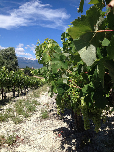 Le raisin tout vert et le Mont-Ventoux en fond par gab113