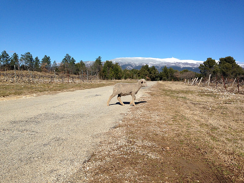 Moutons en liberté aux pieds du Ventoux by gab113