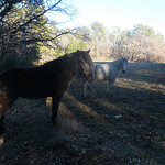 Chevaux... par gab113 - Mormoiron 84570 Vaucluse Provence France