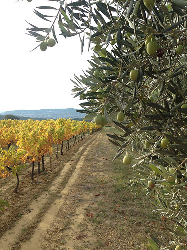 Automne en provence : la vigne jaunit et les olives ramollissent ! par gab113