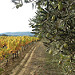 Automne en provence : la vigne jaunit et les olives ramollissent ! by gab113 - Mormoiron 84570 Vaucluse Provence France