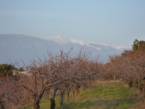 Petite balade au pied du Ventoux by gab113