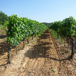 Vigne du ventoux by gab113 - Mormoiron 84570 Vaucluse Provence France