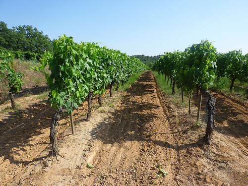 Vigne du ventoux by gab113