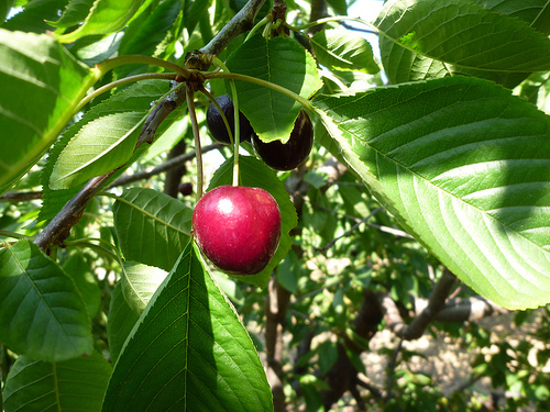 Cerise : le diamant rouge par gab113