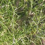 Herbes de Provence : le Thym par gab113 - Mormoiron 84570 Vaucluse Provence France