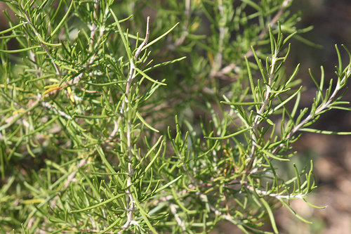 Herbes de Provence : le Thym par gab113