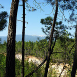 Mont-Ventoux à travers la pinède by gab113 - Mormoiron 84570 Vaucluse Provence France