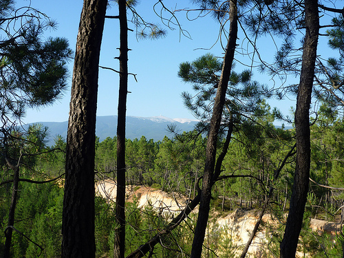 Mont-Ventoux à travers la pinède by gab113