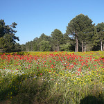 Prairie luxuriante avec des Coquelicots par gab113 - Mormoiron 84570 Vaucluse Provence France